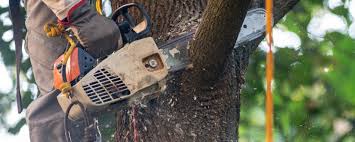 How Our Tree Care Process Works  in  Watkinsville, GA